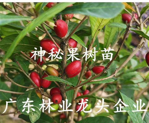 解密神秘果开花结果的奥秘（探究神秘果开花结果的季节和条件）-第1张图片-绿意生活