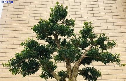 黄杨是否会开花？（探究黄杨植物的生长习性及开花情况）-第3张图片-绿意生活