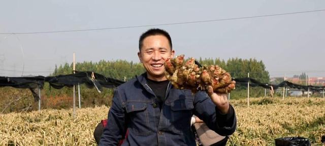 生姜的成熟时间和采摘技巧（掌握这些技巧，让你的生姜更加健康美味）-第1张图片-绿意生活