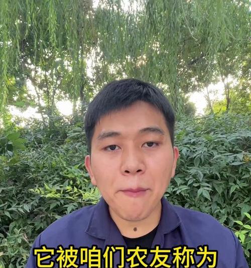 生姜的成熟时间和采摘技巧（掌握这些技巧，让你的生姜更加健康美味）-第2张图片-绿意生活