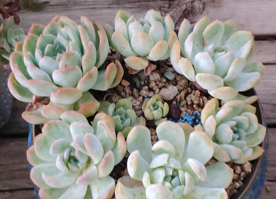 多肉浇水的正确方法（浇水注意事项与护理技巧）-第3张图片-绿意生活