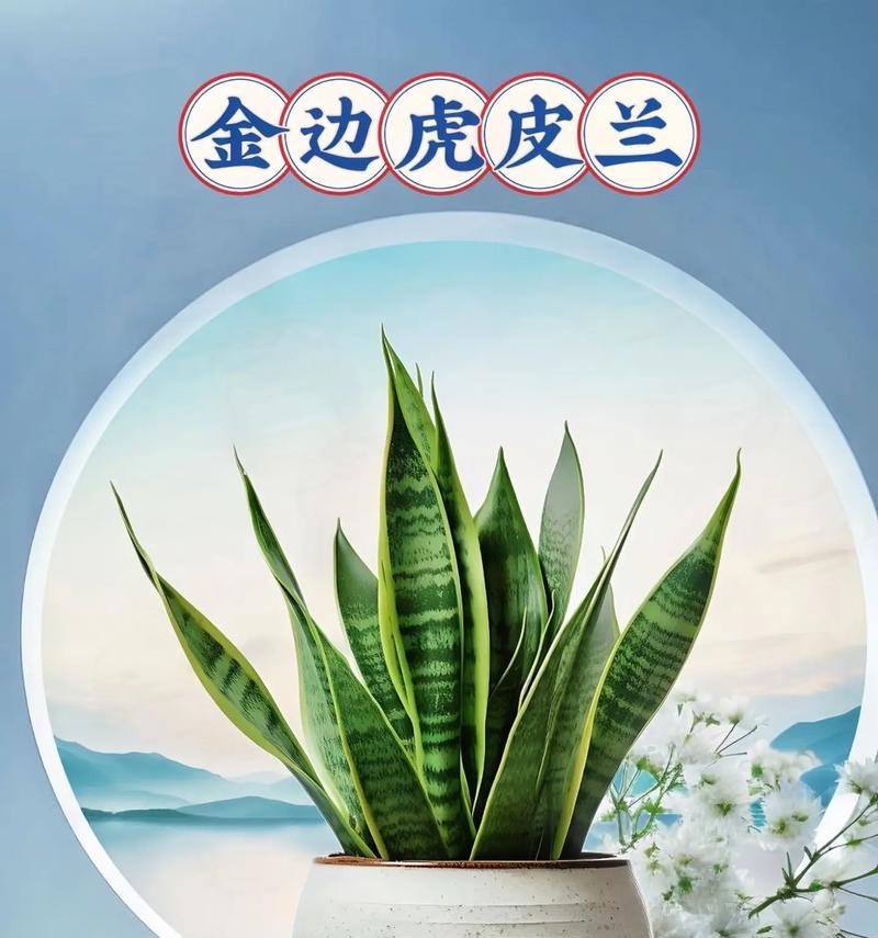 金边虎皮兰浇水的正确方法（让植物茁壮成长的秘诀）-第1张图片-绿意生活