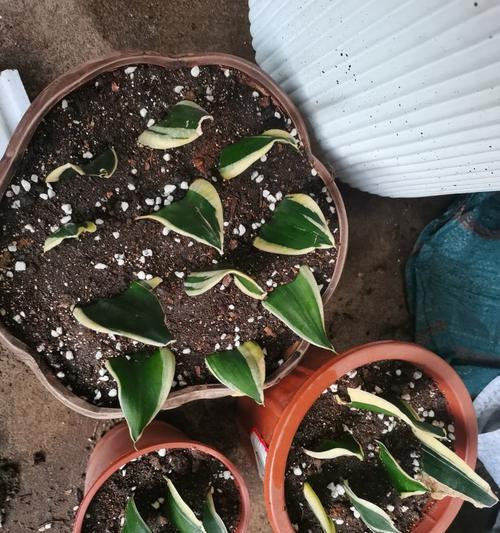 金边虎皮兰浇水的正确方法（让植物茁壮成长的秘诀）-第3张图片-绿意生活