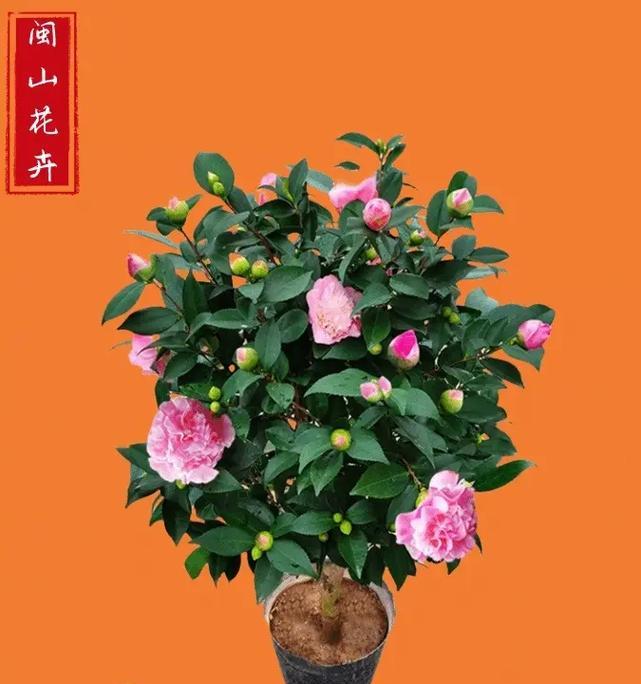 迎接美丽的山茶花开放季节（山茶花期的盛景与魅力）-第2张图片-绿意生活