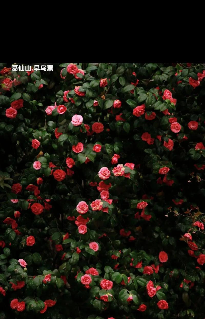 迎接美丽的山茶花开放季节（山茶花期的盛景与魅力）-第3张图片-绿意生活