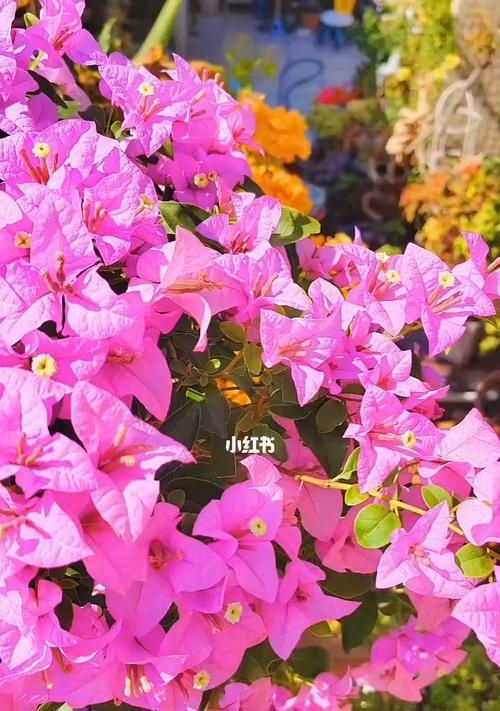 三角梅的多彩世界（探秘三角梅花园，品味缤纷花海）-第1张图片-绿意生活