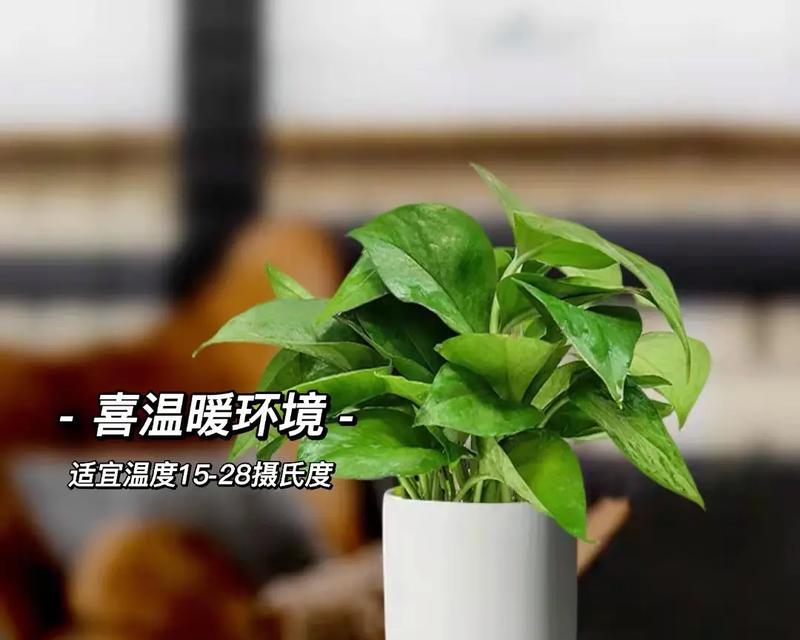 夏威夷竹叶尖发黑的原因和解决方法（防治夏威夷竹叶尖发黑的有效措施）-第1张图片-绿意生活