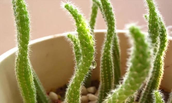 仙人指花语（揭示仙人指花象征与寓意的神秘面纱）-第2张图片-绿意生活