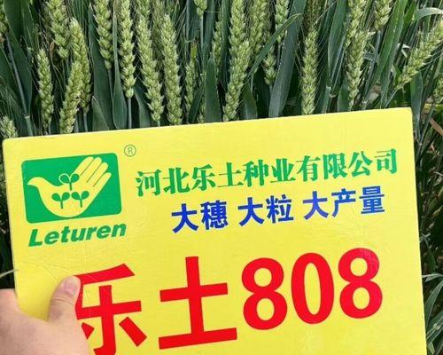 冬小麦的耐寒性剖析（探究冬小麦在极寒天气下的存活方式）-第1张图片-绿意生活