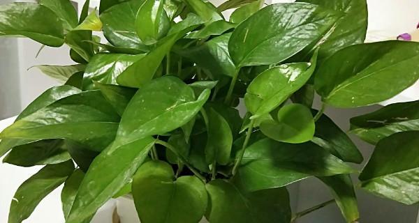 办公室里放什么植物好？（绿萝是不错的选择）-第3张图片-绿意生活