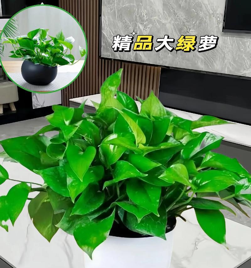 办公室里放什么植物好？（绿萝是不错的选择）-第2张图片-绿意生活