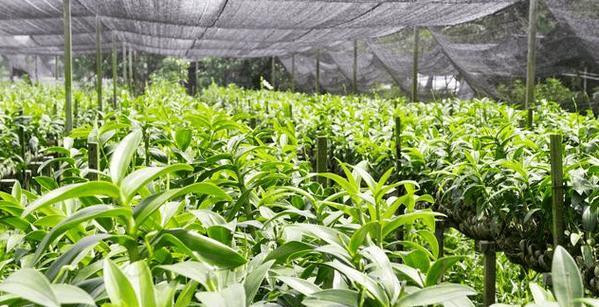 黄精的最佳播种时间（如何选择最适合的黄精播种时间）-第3张图片-绿意生活