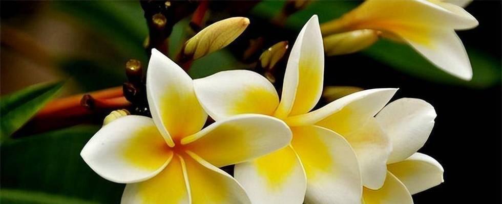 鸡蛋花盛开时节（春天的鸡蛋花在何时绽放？）-第2张图片-绿意生活