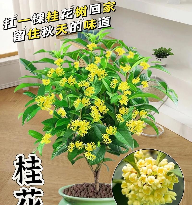 盆栽桂花修剪指南（打造精致盆栽，让桂花持续盛放）-第1张图片-绿意生活