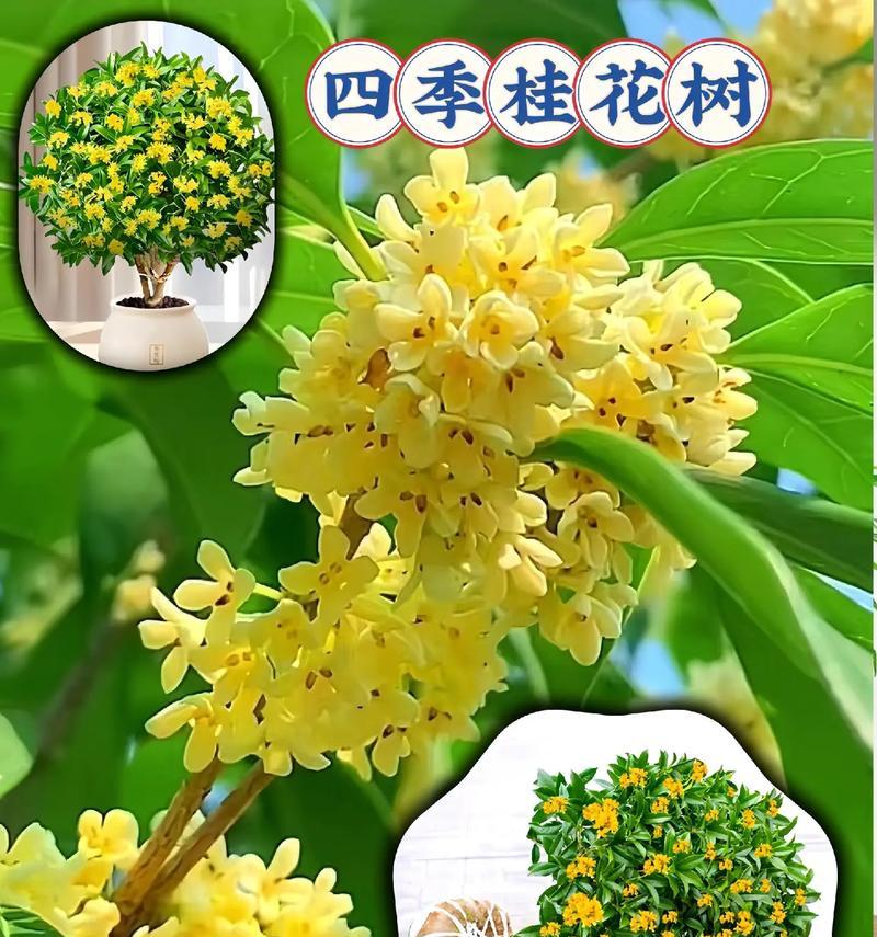 盆栽桂花修剪指南（打造精致盆栽，让桂花持续盛放）-第2张图片-绿意生活