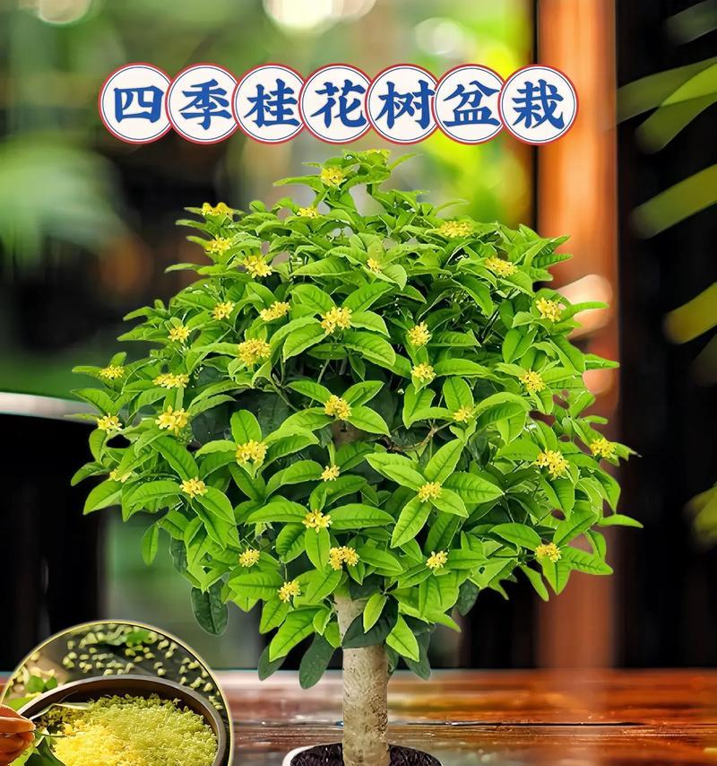 盆栽桂花修剪指南（打造精致盆栽，让桂花持续盛放）-第3张图片-绿意生活