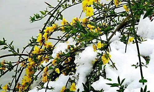迎春花花语与意义（揭秘迎春花代表的吉祥寓意）-第2张图片-绿意生活