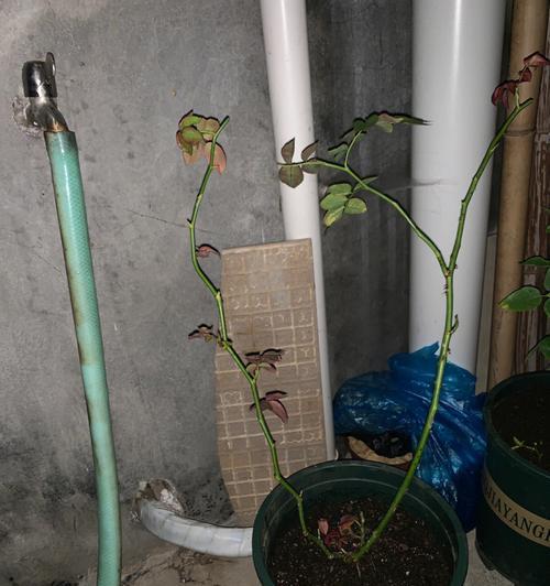 龙沙宝石盆栽的养护方法（让宝石从花盆中绽放出美丽的光芒）-第2张图片-绿意生活