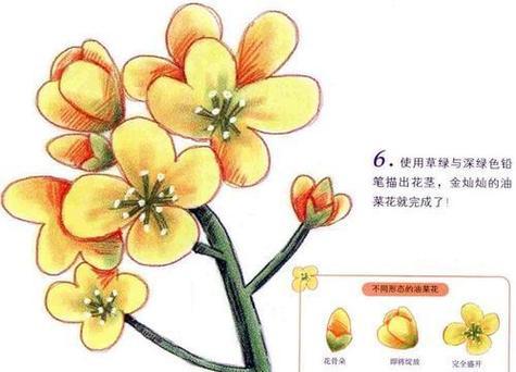 盛开的油菜花（花瓣和花蕊的颜色及特点）-第2张图片-绿意生活