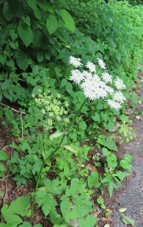 芹菜的生长与应用（从根到叶，探秘芹菜的生命历程）-第1张图片-绿意生活