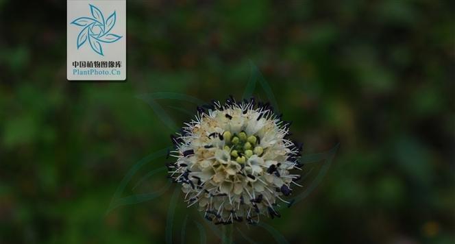 芹菜的生长与应用（从根到叶，探秘芹菜的生命历程）-第3张图片-绿意生活