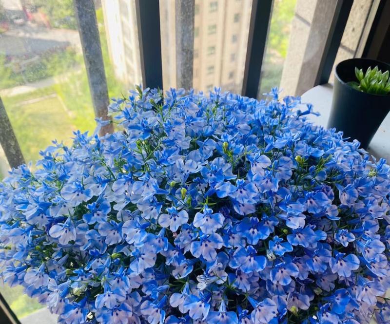 北面窗台的花草养护指南（打造室内绿色空间，赏心悦目的视觉盛宴）-第2张图片-绿意生活