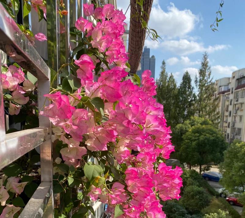 北面窗台的花草养护指南（打造室内绿色空间，赏心悦目的视觉盛宴）-第3张图片-绿意生活