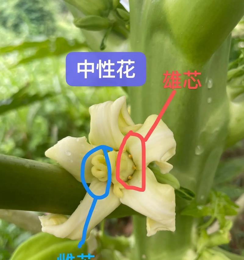 如何挑选好吃的木瓜（选对关键，让你吃到甜美的滋味）-第3张图片-绿意生活