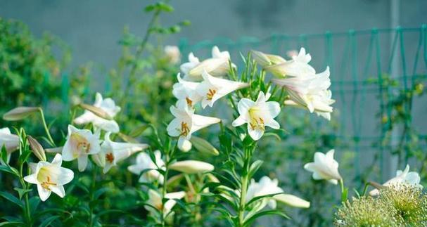 百合花的摆放与养护（让百合花在家中绽放迷人光彩）-第1张图片-绿意生活