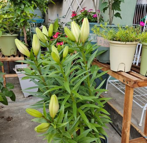 百合花的摆放与养护（让百合花在家中绽放迷人光彩）-第3张图片-绿意生活