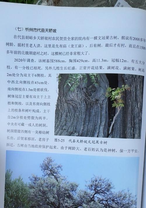 文冠果树的成长之路（几年后的文冠果结出美味果实）-第3张图片-绿意生活