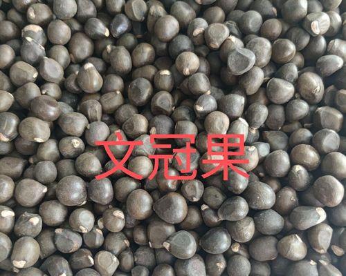 文冠果树的成长之路（几年后的文冠果结出美味果实）-第2张图片-绿意生活