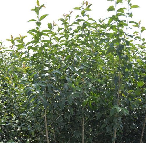 大叶女贞的乔木与灌木属性（从形态、生长环境、繁殖方式等多方面阐述）-第2张图片-绿意生活