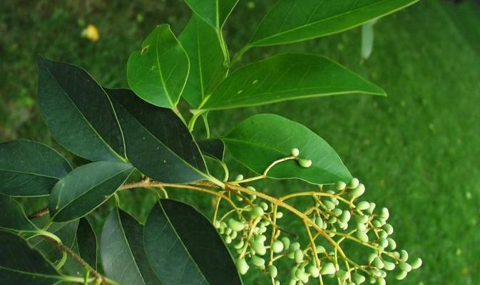 大叶女贞的乔木与灌木属性（从形态、生长环境、繁殖方式等多方面阐述）-第1张图片-绿意生活