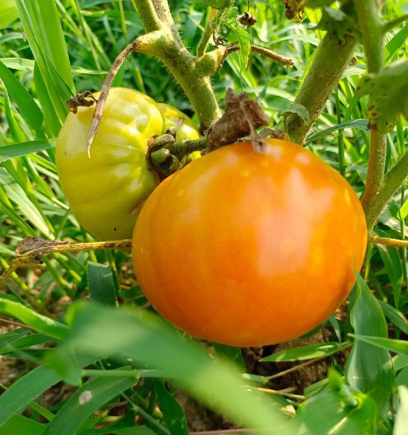 1月适合种植的菜品有哪些？（春节前的最后一波蔬菜收获，保证新年餐桌丰盈！）-第2张图片-绿意生活
