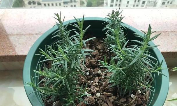 迷迭香插枝繁殖技巧详解（如何让迷迭香插枝顺利生根成苗）-第1张图片-绿意生活