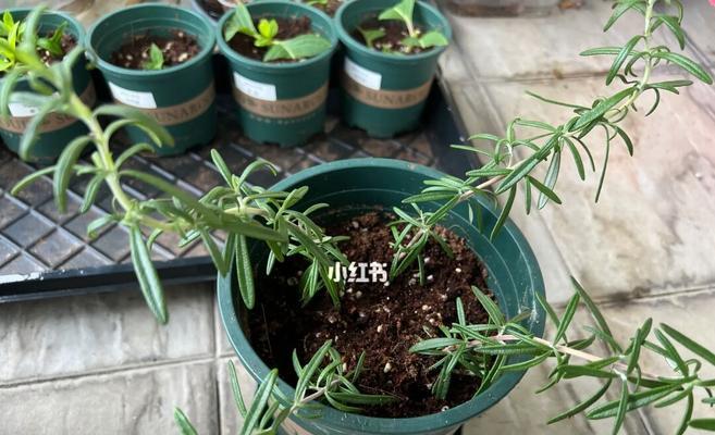 迷迭香插枝繁殖技巧详解（如何让迷迭香插枝顺利生根成苗）-第3张图片-绿意生活
