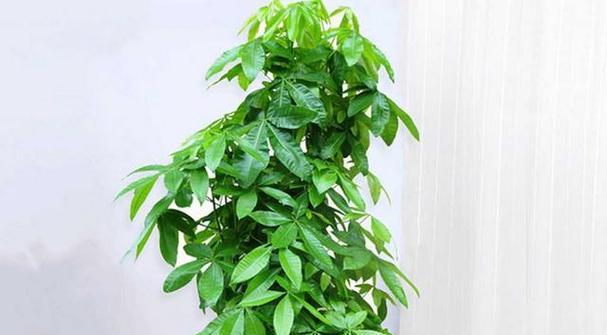 客厅东南角的最佳植物选择（打造舒适生态家居环境）-第3张图片-绿意生活