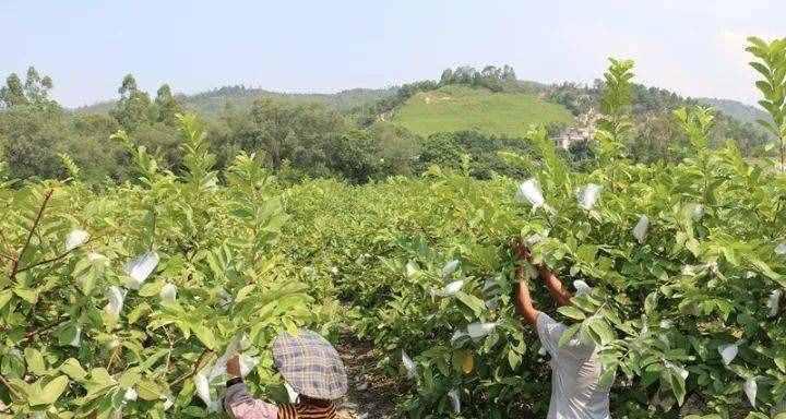 番石榴病虫害防治方法与技术措施（保护番石榴，从防治病虫害开始）-第3张图片-绿意生活