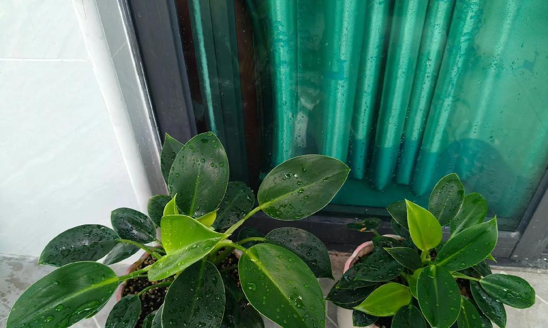 金钻浇水必读！（浇水时间、方法和注意事项详解，让你的金钻光芒四射！）-第3张图片-绿意生活