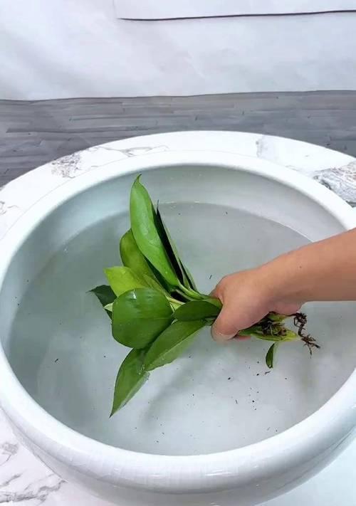 金钻浇水必读！（浇水时间、方法和注意事项详解，让你的金钻光芒四射！）-第2张图片-绿意生活