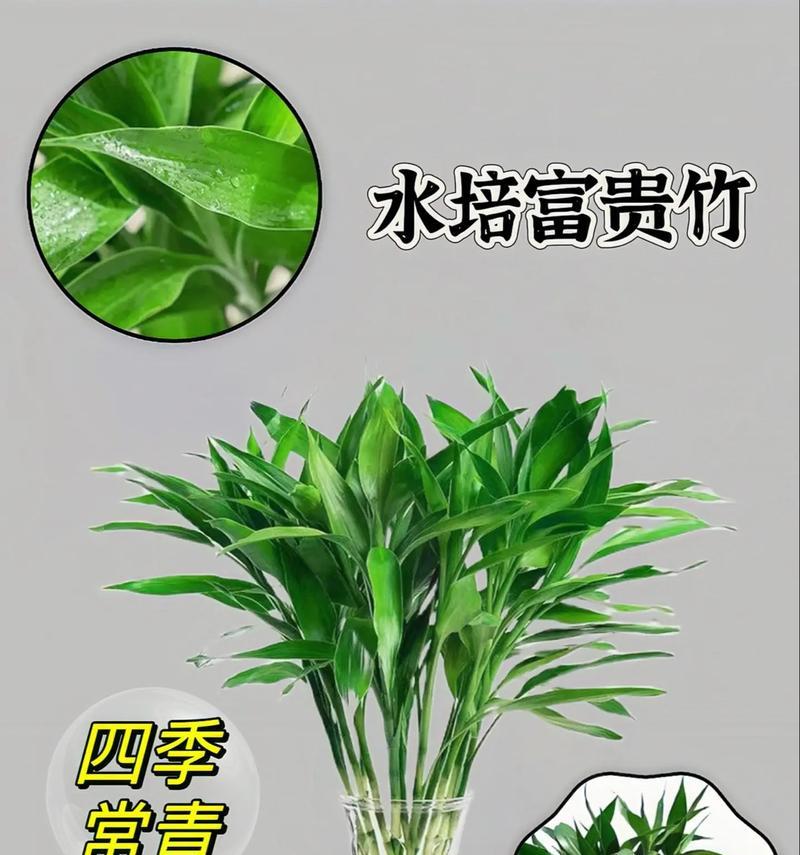 如何科学地给富贵竹浇水（春夏秋冬各有不同，轻松掌握关键诀窍）-第1张图片-绿意生活