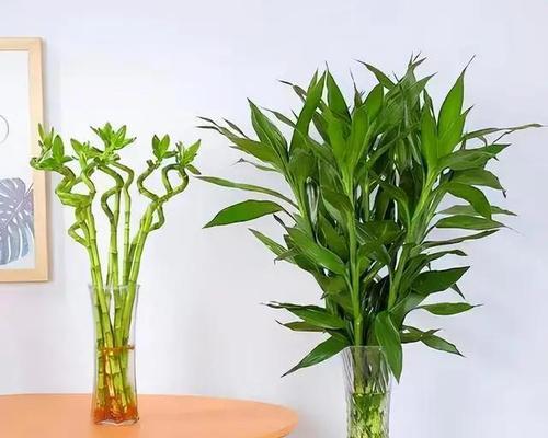 如何科学地给富贵竹浇水（春夏秋冬各有不同，轻松掌握关键诀窍）-第3张图片-绿意生活