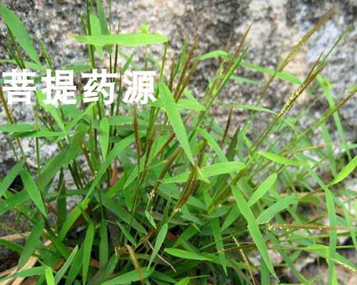 黄丝草——一种常见野草的全面解析（探秘黄丝草的分类、特点、生态习性和药用价值）-第2张图片-绿意生活