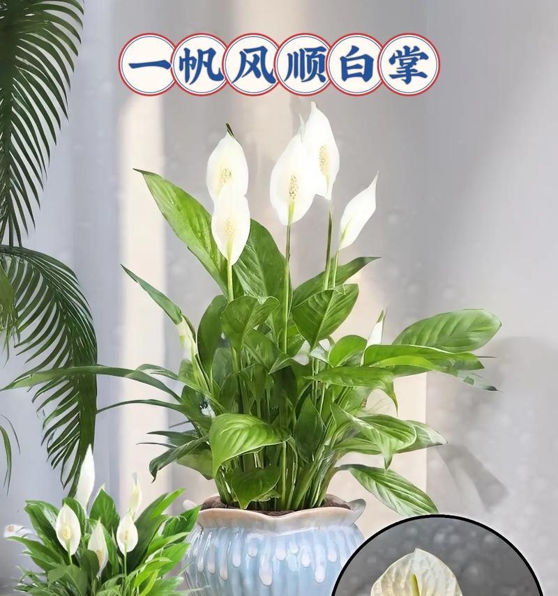 白掌——一种独具特色的植物（探秘白掌的外貌与特征）-第1张图片-绿意生活