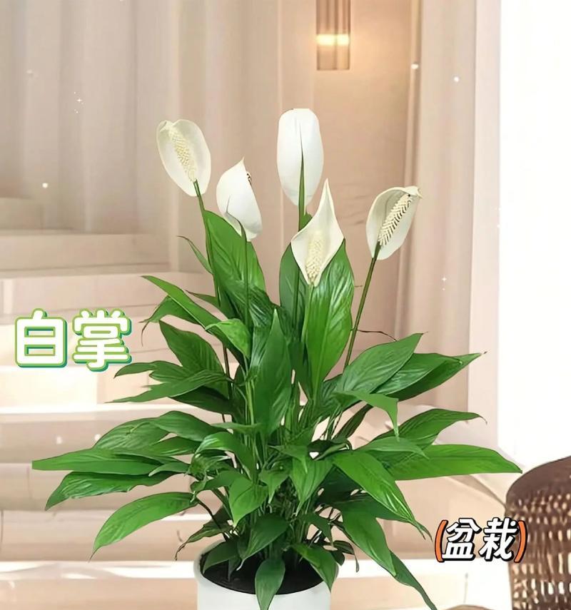 白掌——一种独具特色的植物（探秘白掌的外貌与特征）-第2张图片-绿意生活