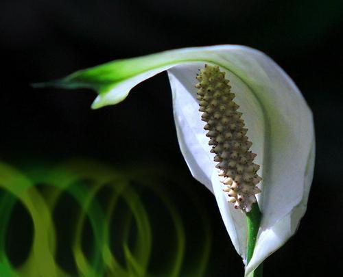 白掌——一种独具特色的植物（探秘白掌的外貌与特征）-第3张图片-绿意生活