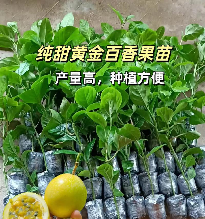 百香果的生长周期及栽培技术（了解百香果的生长周期，掌握栽培技巧，丰收大丰收！）-第2张图片-绿意生活