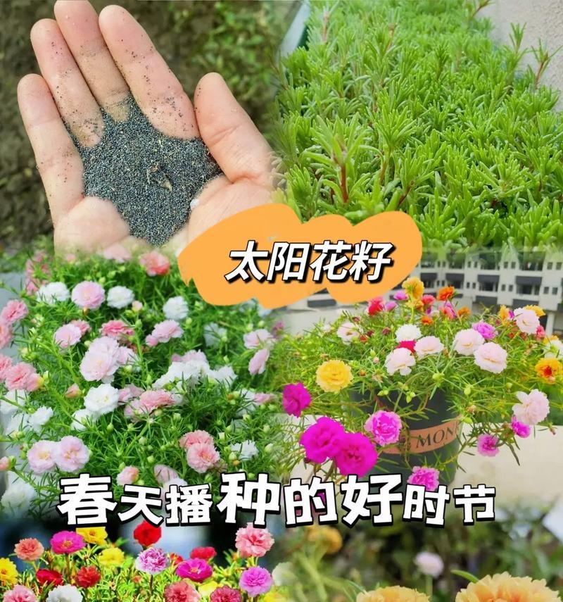 向日葵花种子的最佳播种时间（何时播种能让向日葵茁壮成长？）-第2张图片-绿意生活