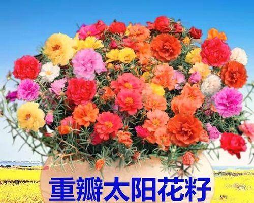 向日葵花种子的最佳播种时间（何时播种能让向日葵茁壮成长？）-第1张图片-绿意生活